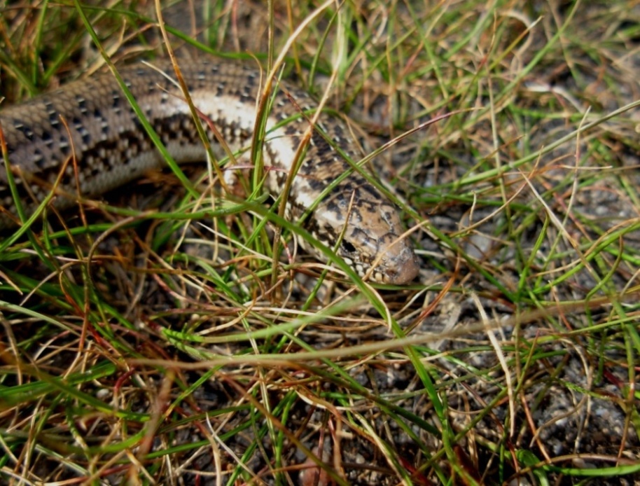 chalcides ocellatus tiligugu